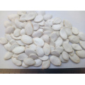 13cm big snow white big size pumpkin seeds